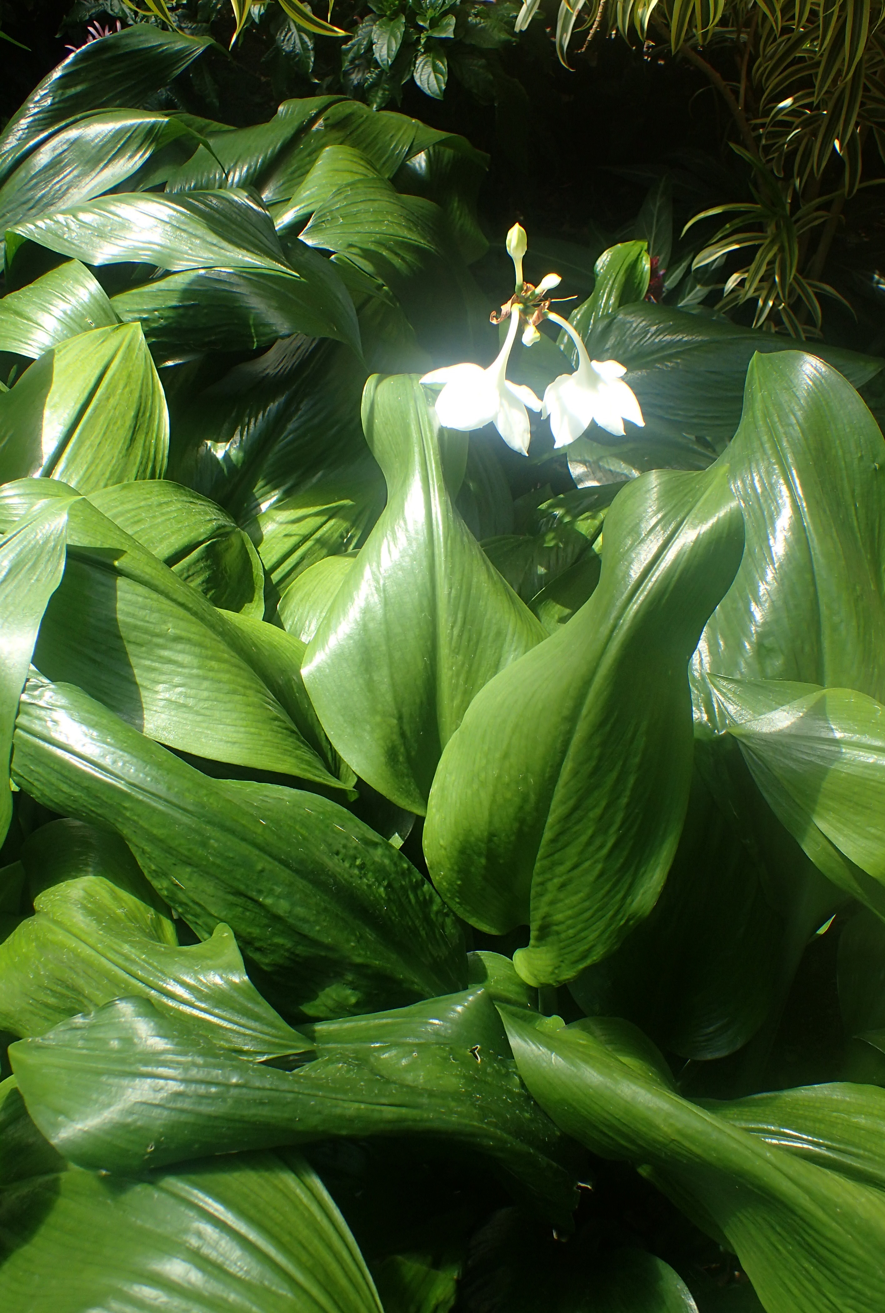 Eucharis Amazonica