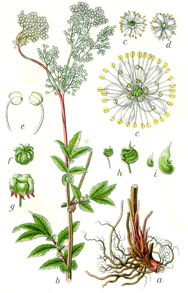 Filipendula_ulmaria_Sturm12