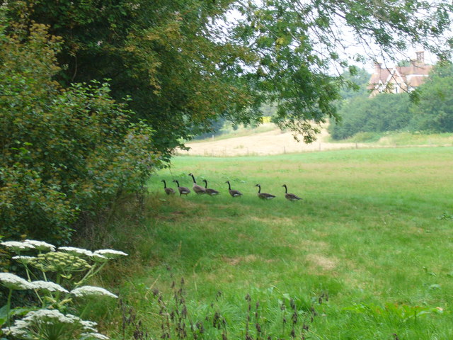 File:Geese walking in an orderly line - geograph.org.uk - 1063318.jpg