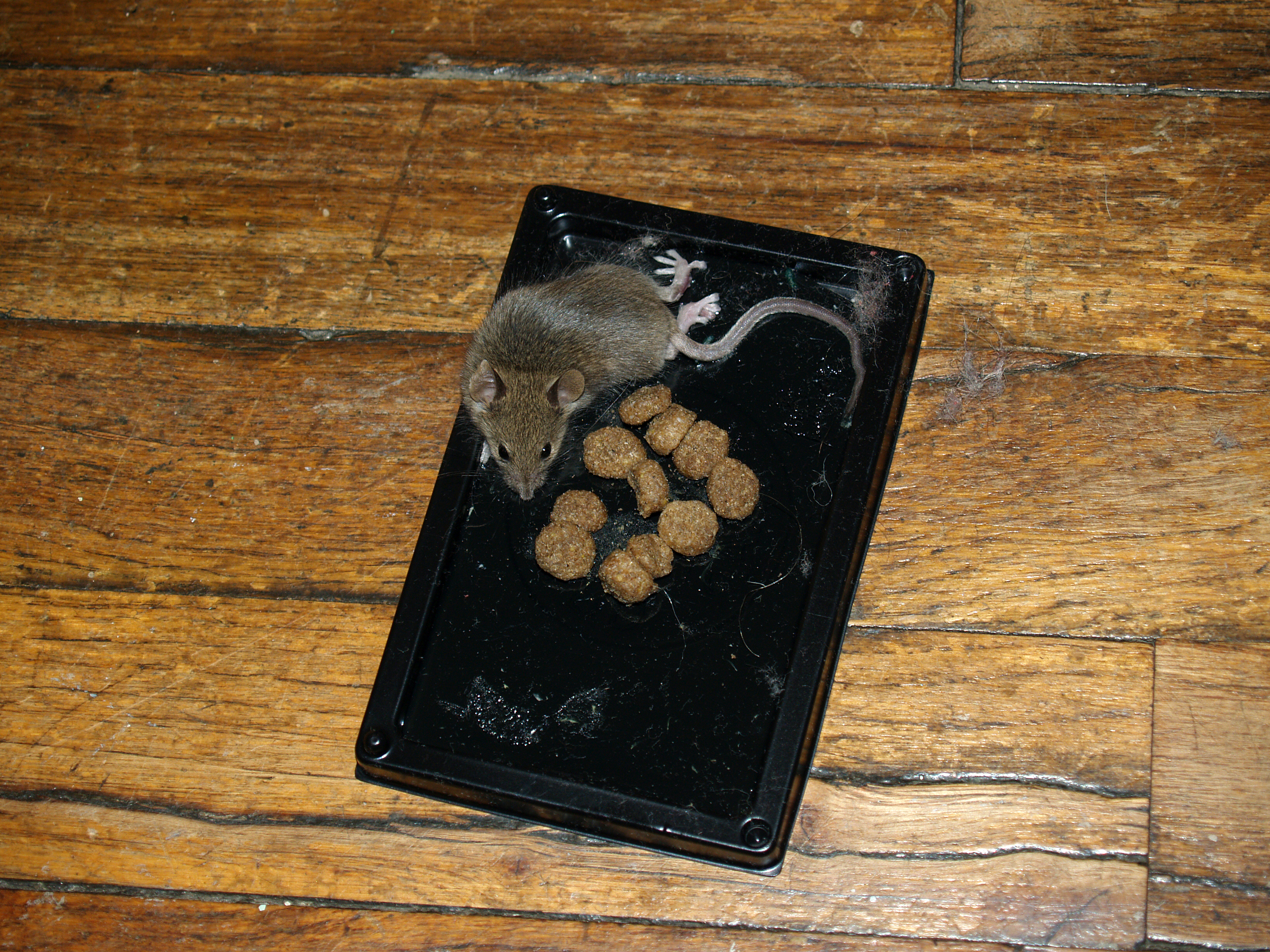 Incredible New Design Catches 10 Mice In One Night. The PLANKY B Mouse Trap.  Mousetrap Monday. 