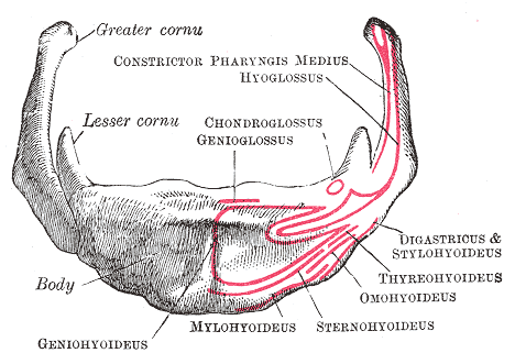 Anatomía del hueso vómer