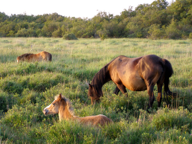 File:Grazing ponies in the Bishop of Winchester's Purlieu, New Forest - geograph.org.uk - 206689.jpg