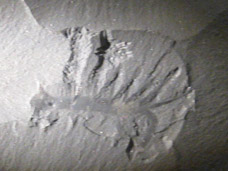 ハルキゲニアの全身化石（頭部は右側に向く）