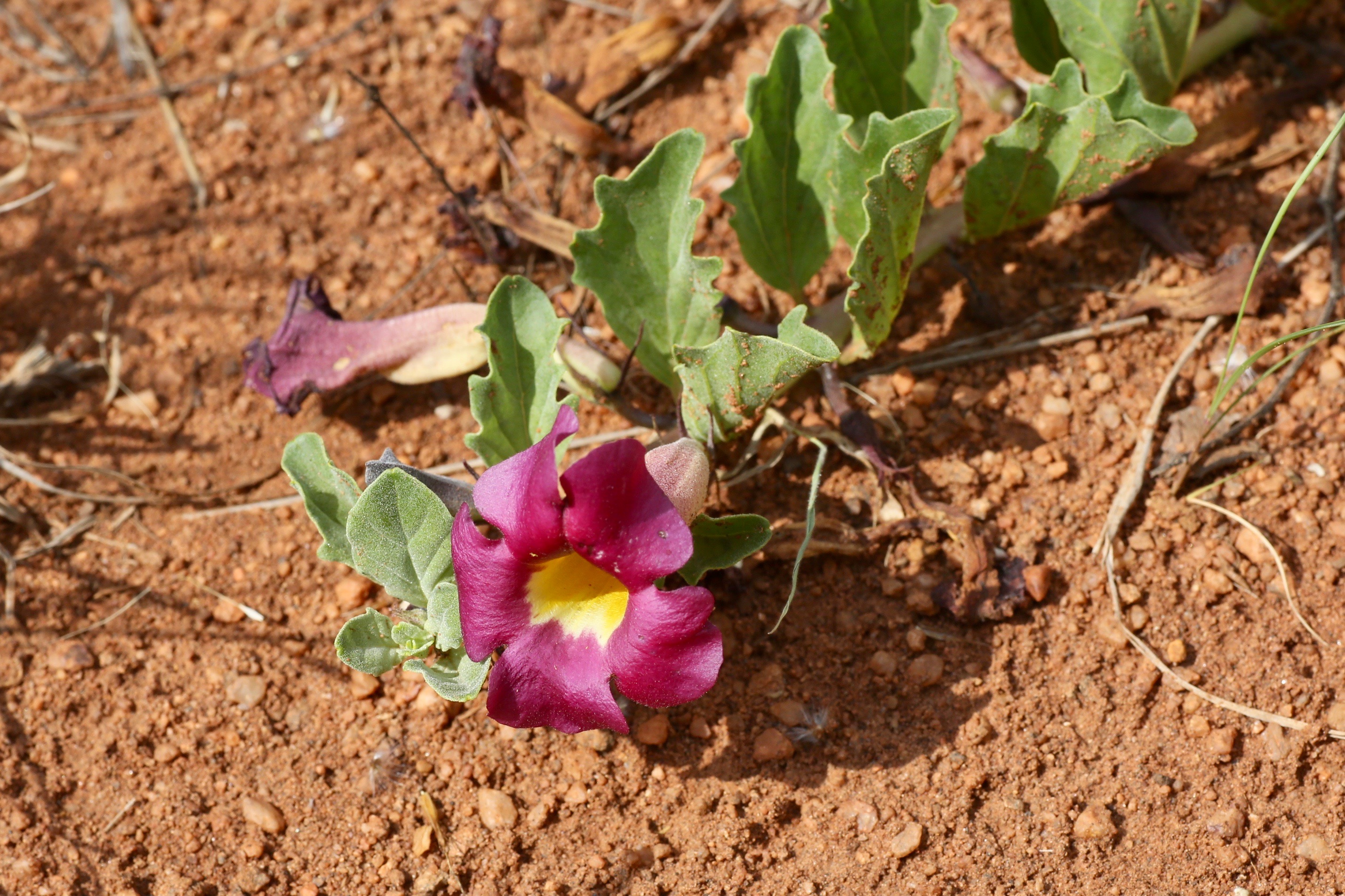 Мартиния душистая фото. Мартиния душистая. Мартиния душистая (Harpagophytum procumbens ). Гарпагофитум распростертый. Коготь дьявола (Гарпагофитум).