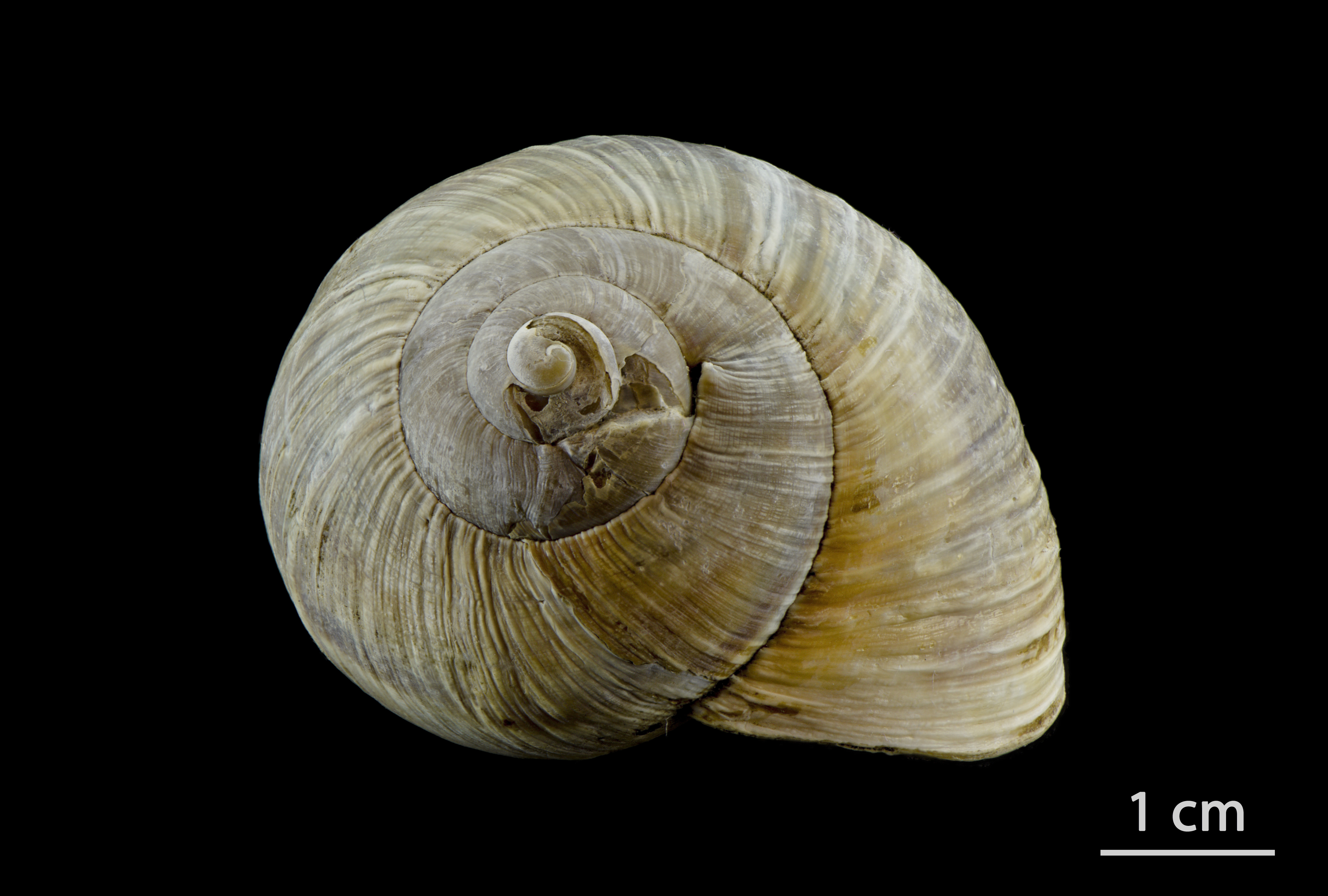 Helix pomatia (escargot de Bourgogne)