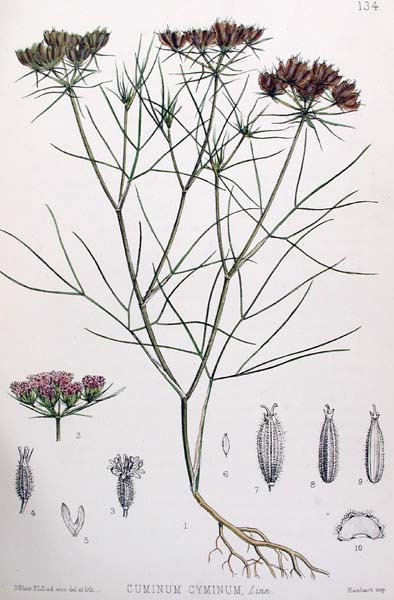 File:Historical CUMIN.jpg