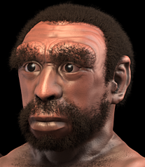 File:Homo heidelbergensis - forensic facial reconstruction-crop.png