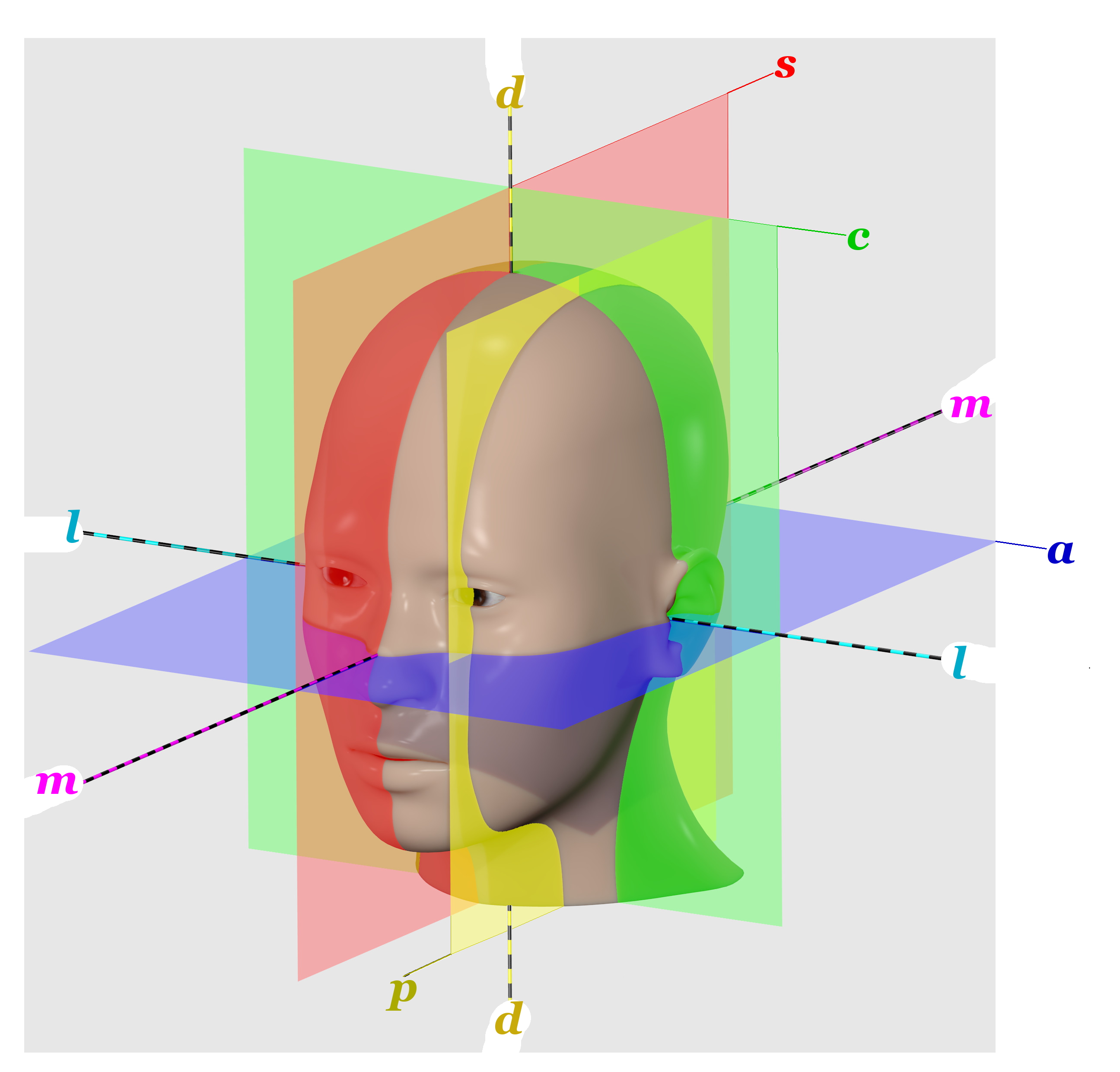 parasagittal plane only