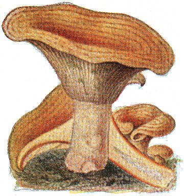 File:Lactarius deliciosus-Meyers Blitz.jpg