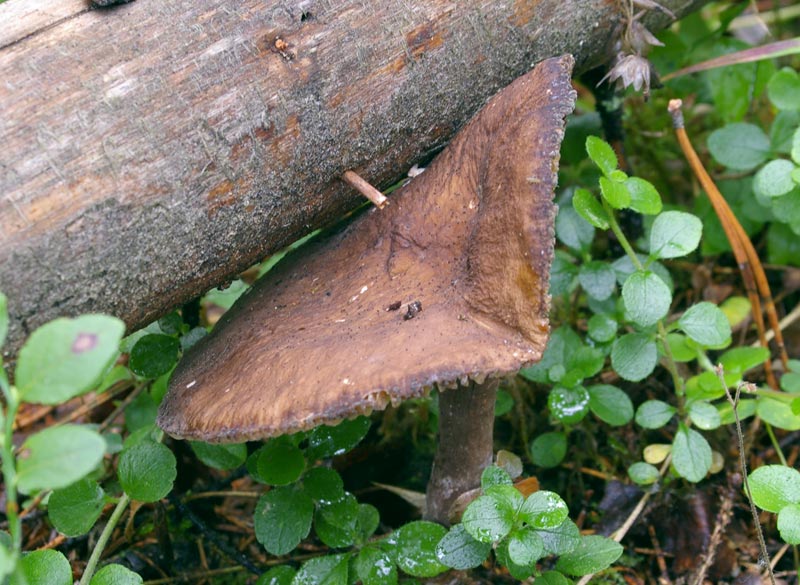 File:Lactarius lignyotus0.jpg