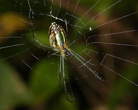 File:Leucauge.blanda.female.2.-.tanikawa.jpg