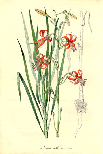 File:Lilium callosum (Litho).jpg