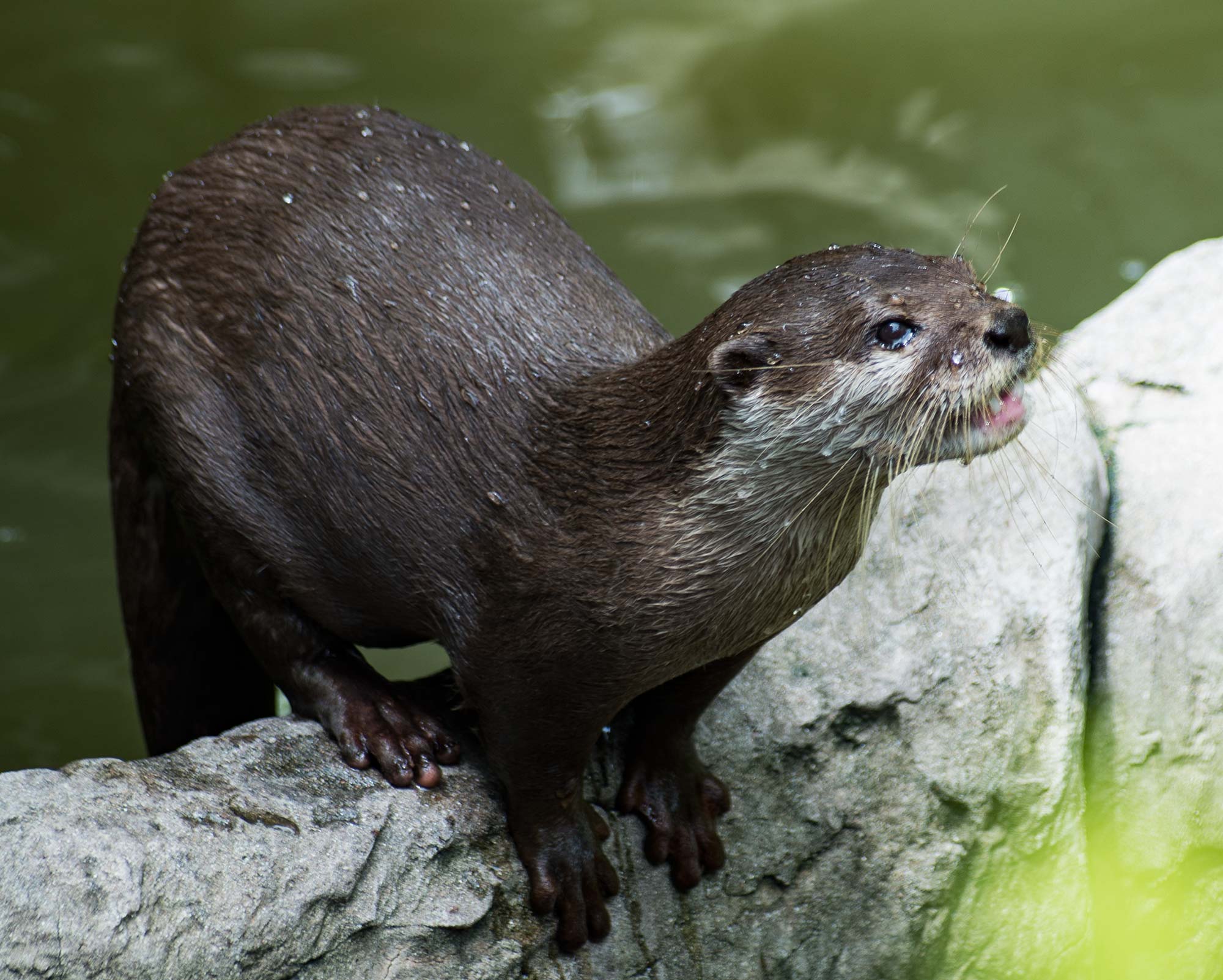 Lontra canadensis - Wikipedia, la enciclopedia libre