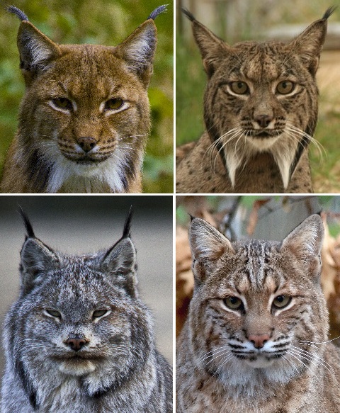 Lynx iberique : taille, description, biotope, habitat, reproduction