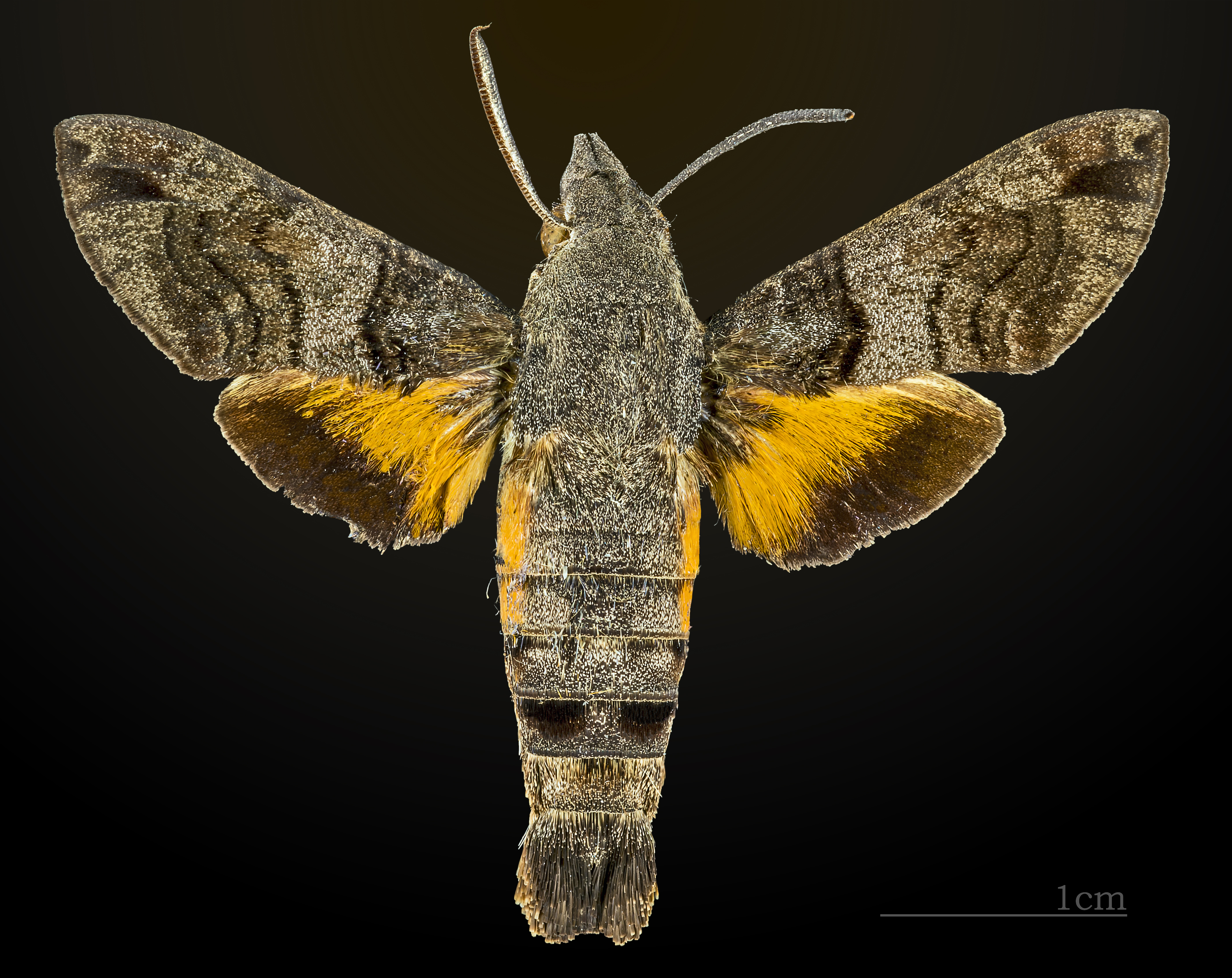 https://upload.wikimedia.org/wikipedia/commons/1/1f/Macroglossum_affictitia_MHNT_CUT_2010_0_Phrae_Province_Thailand_dorsal.jpg