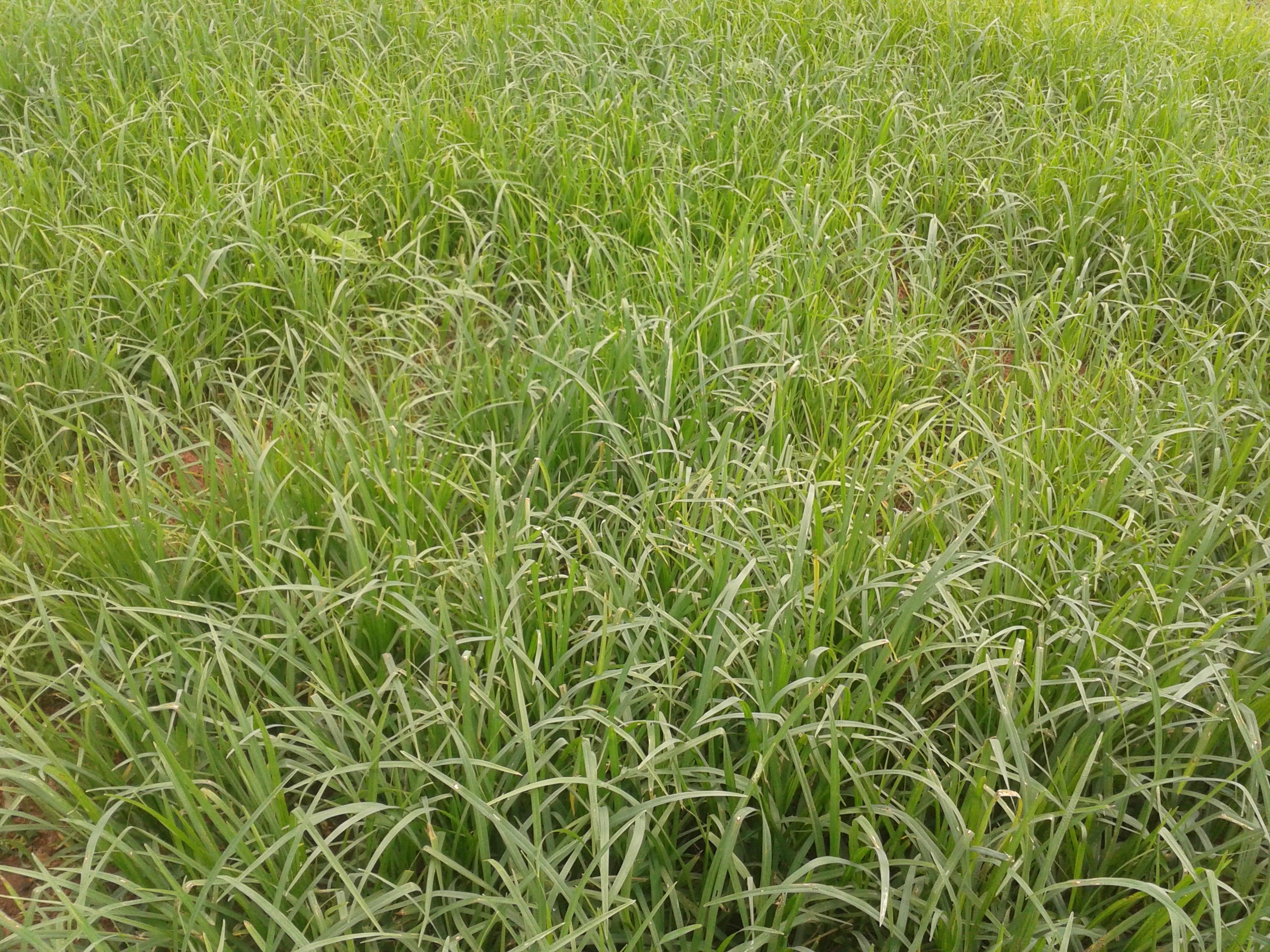 Овес вместо газонной травы фото
