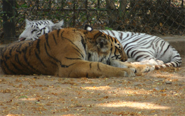 File:Mysorezoo 1.jpg