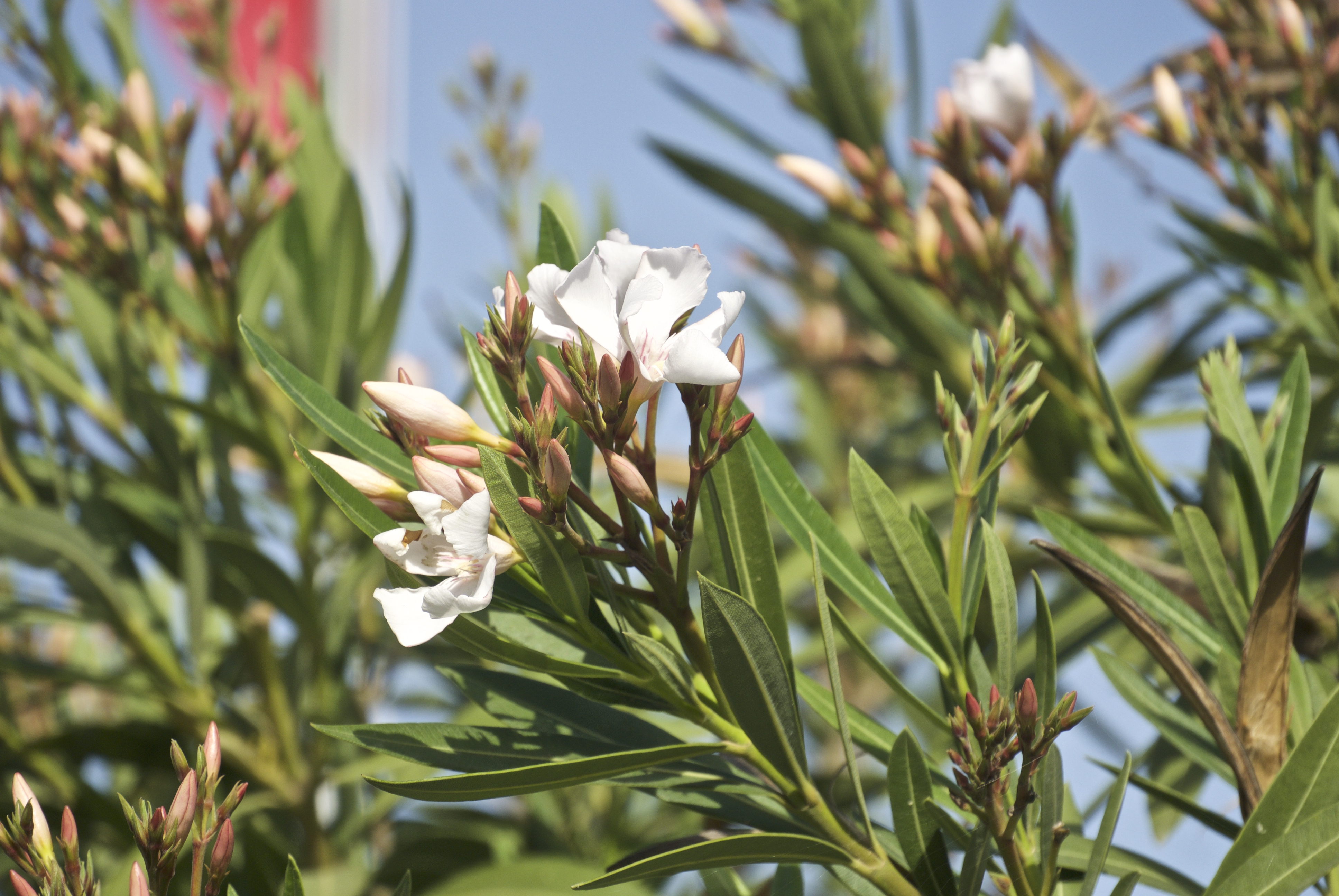 Листья цветка Nerium Oleander стали белесыми