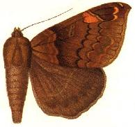 <i>Pindara prisca</i> Species of moth