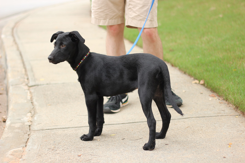 greyhound lab mix