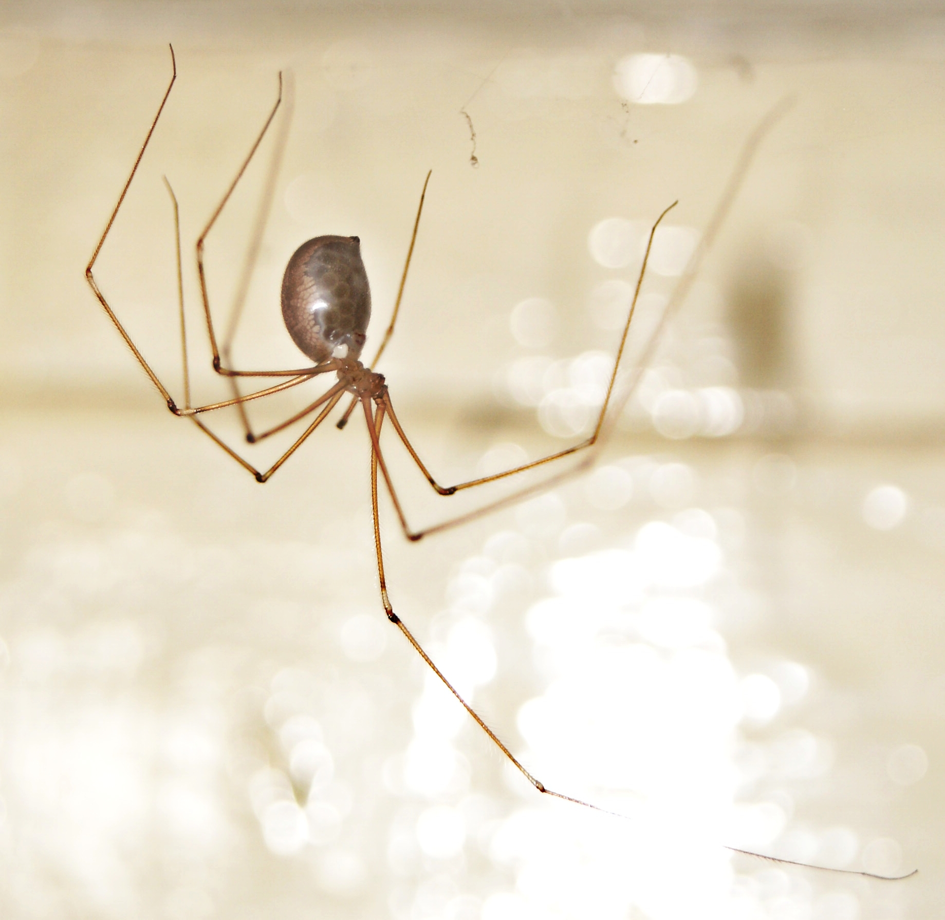 Pholcus phalangioides - Wikipedia