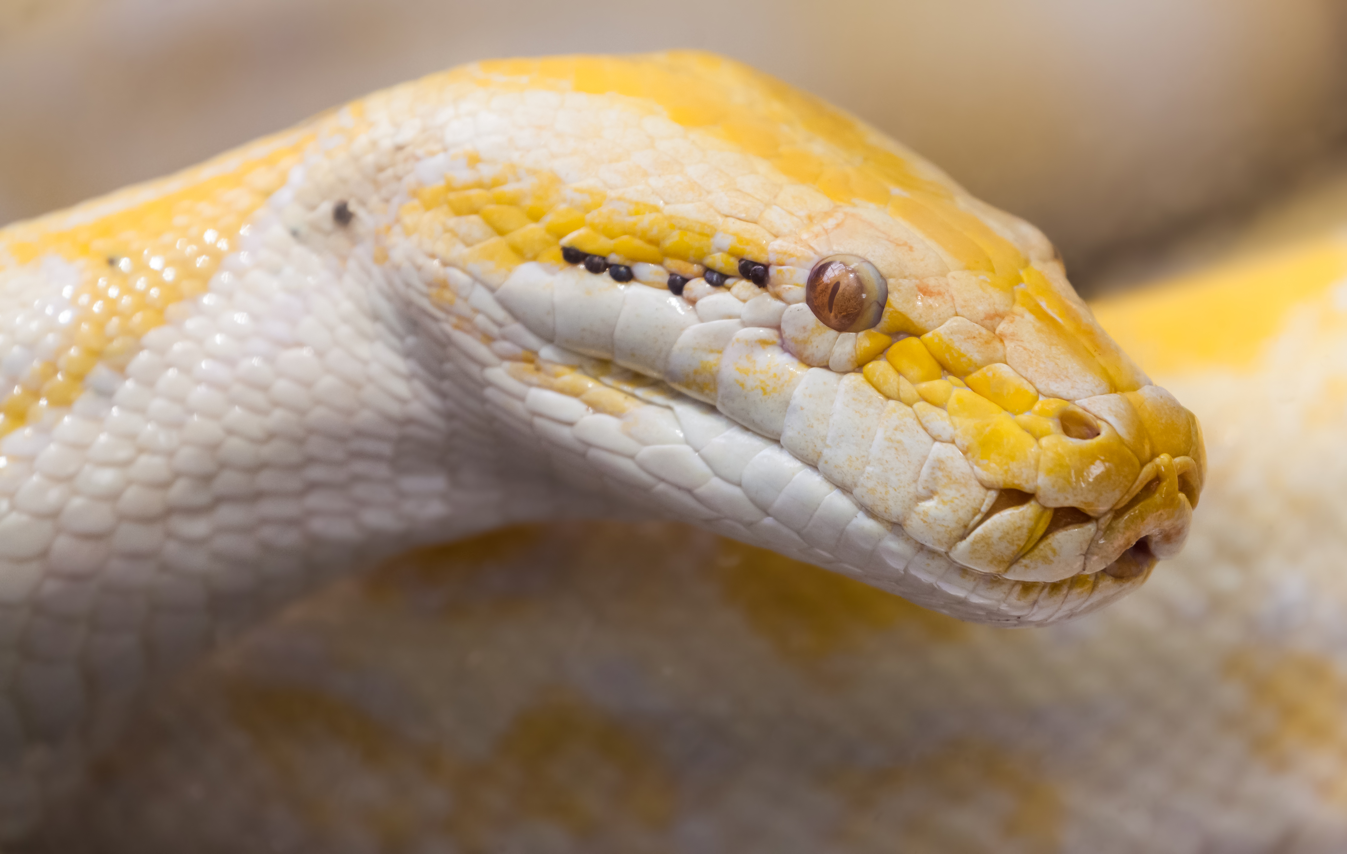 Wild Republic Jumbo Serpiente de peluche pitón de la India 280 cm Python molurus 
