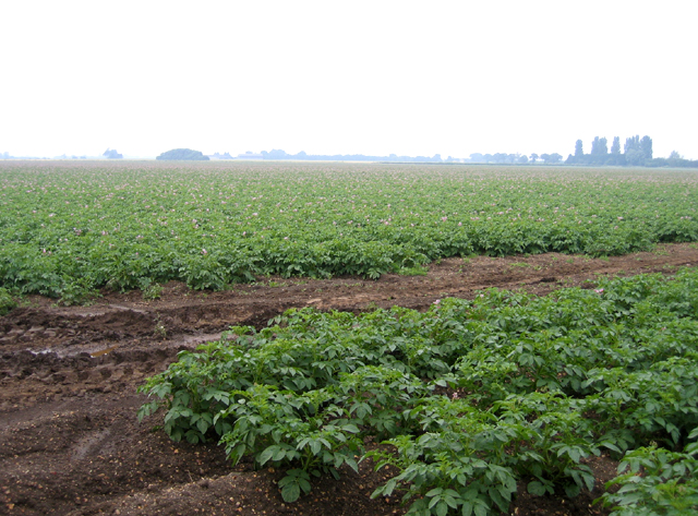 File:Potato crop, Mitchell Hill Common, Cottenham, Cambs - geograph.org.uk - 260717.jpg