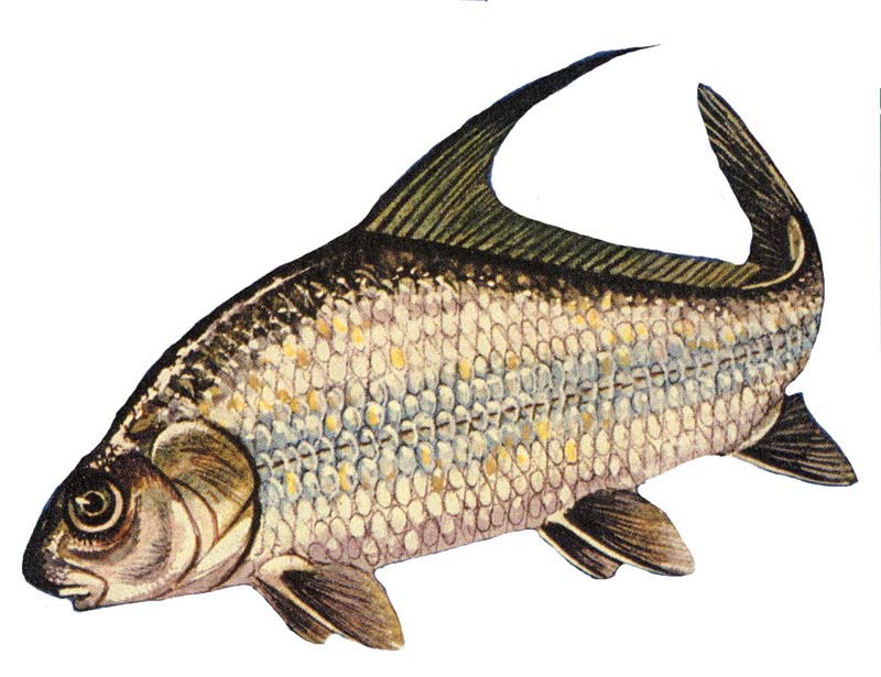 carp - Wiktionary, the free dictionary