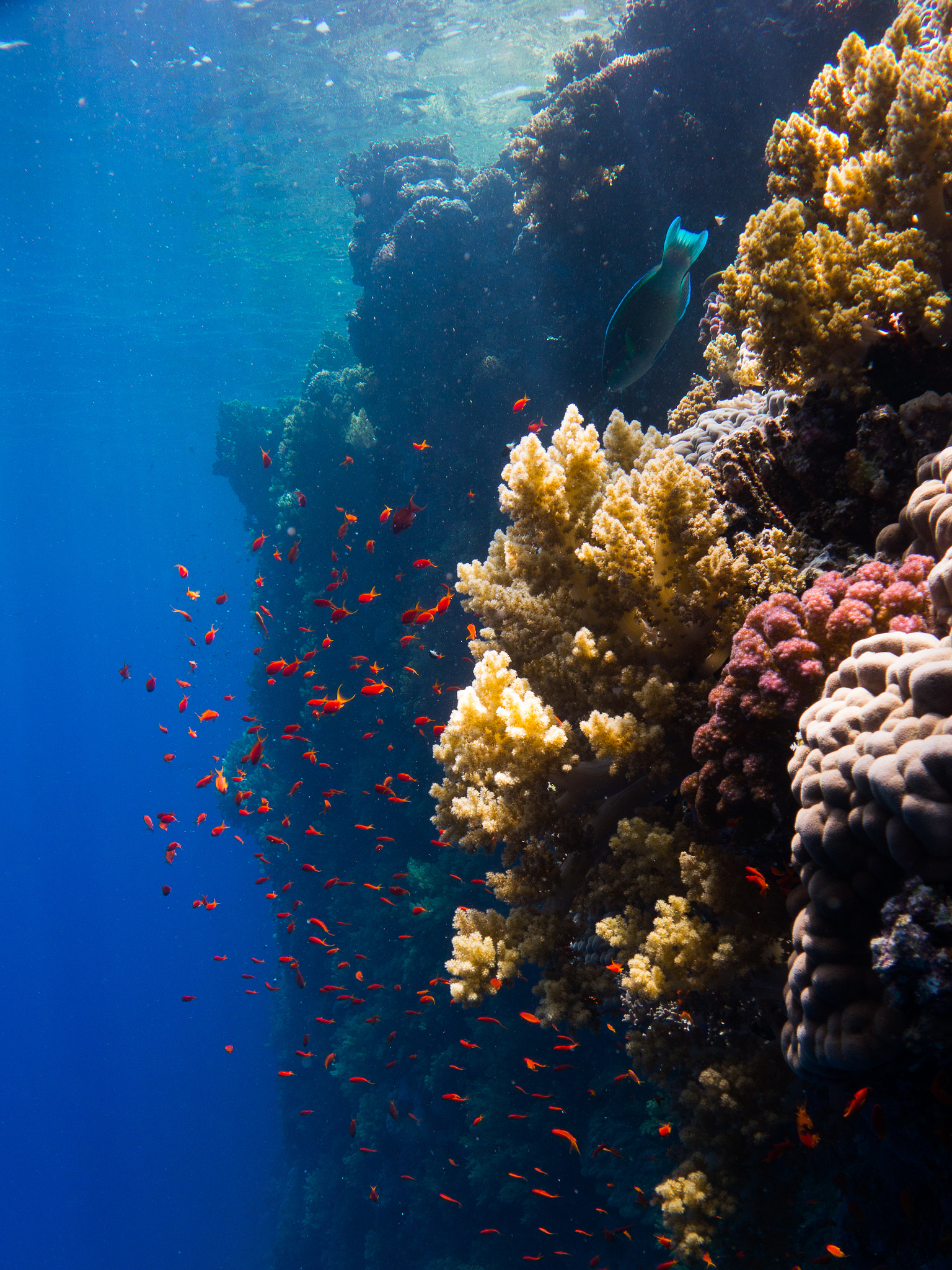 More fora. Красное море красное море. Акватория красного моря. Кораллы в Красном море в Египте. Триходесмиум в Красном море.