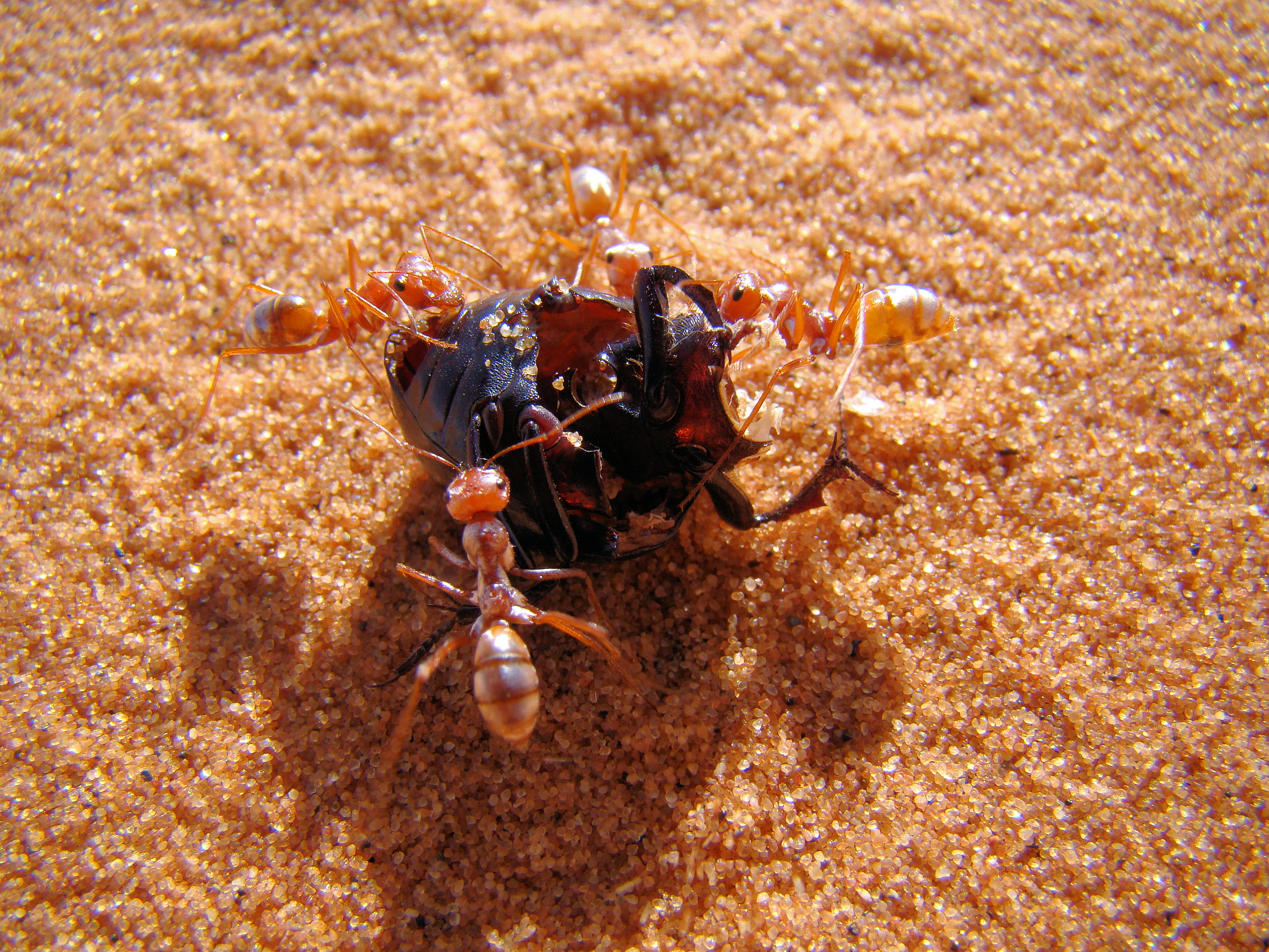 Saharan_silver_ants_capturing_beetle.jpg