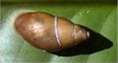 <i>Samoana burchi</i> species of mollusc