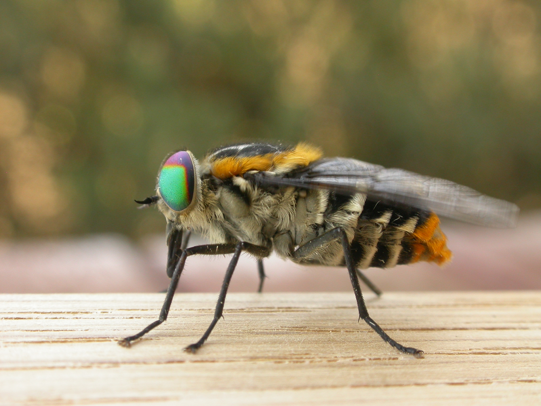 Слепень это. Слепни (Tabanidae). Слепень Жигун. Слепень полосатый. Муха слепень.