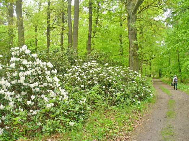 File:Schlosspark Wiesenburg (Wiesenburg Palace Park) - geo.hlipp.de - 36430.jpg