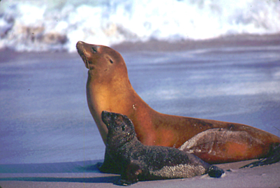 File:Sea lion mother and pup.jpg