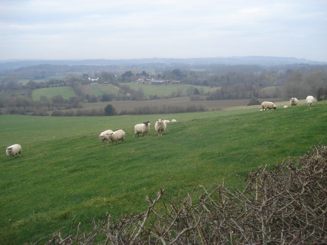 File:Sheep pasture at Woofields Farm - geograph.org.uk - 636350.jpg