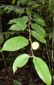 <i>Shorea astylosa</i> Species of tree