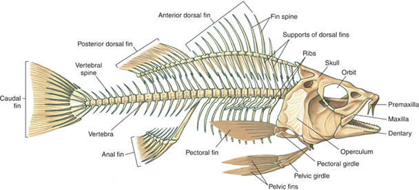 File:Skeletal anatomy of tilapia.png