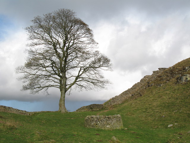 File:Sycamore Gap (2) - geograph.org.uk - 599758.jpg