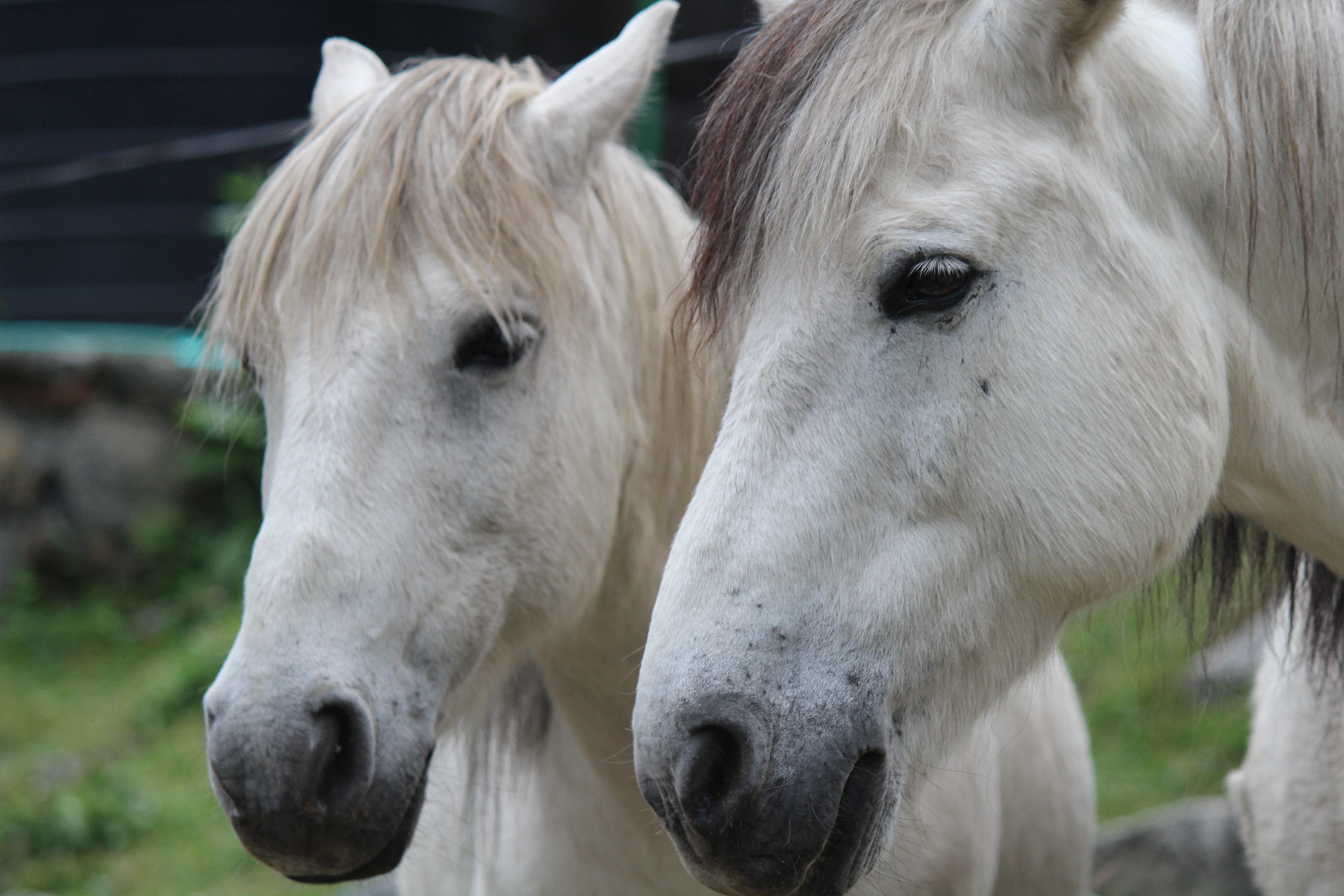 Wiki horses