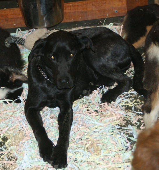File:Very dark Azores Cattle Dog.JPG