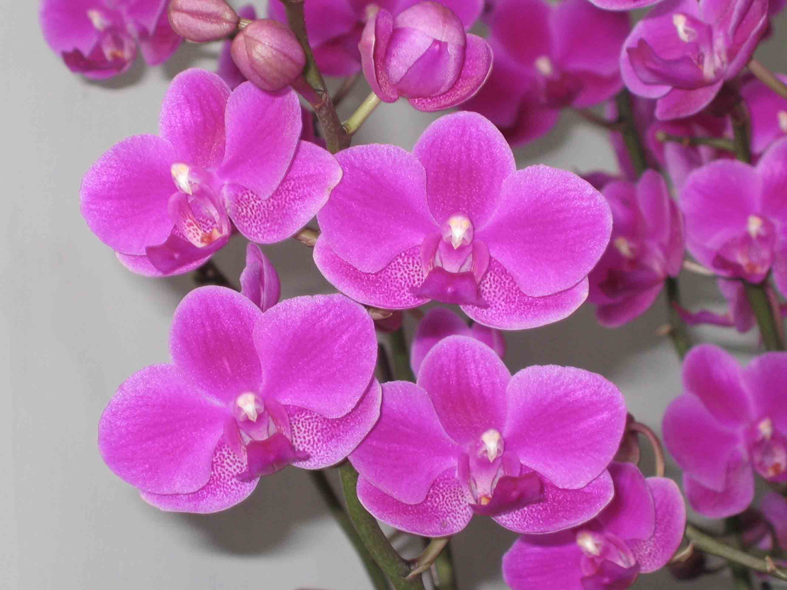 File:蝴蝶蘭-滿天紅 Phalaenopsis Queen Beer -香港花展 Hong