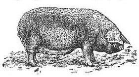 БСЭ1. Ливенская свинья.jpg