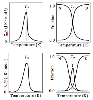 Normalized DSC curves using the baseline as the reference (left), and fractions of each conformational state (y) existing at each temperature (right), for two-state (top), and three-state (bottom) proteins. Note the minuscule broadening in the peak of the three-state protein's DSC curve, which may or may not appear statistically significant to the naked eye. 2and3stDSCcurves.png