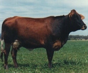 sahiwal cow black