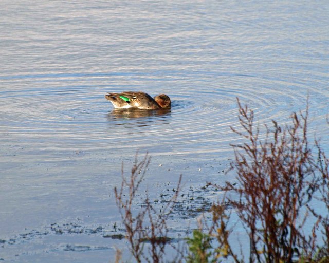 File:A teal displays its colours - geograph.org.uk - 1552495.jpg