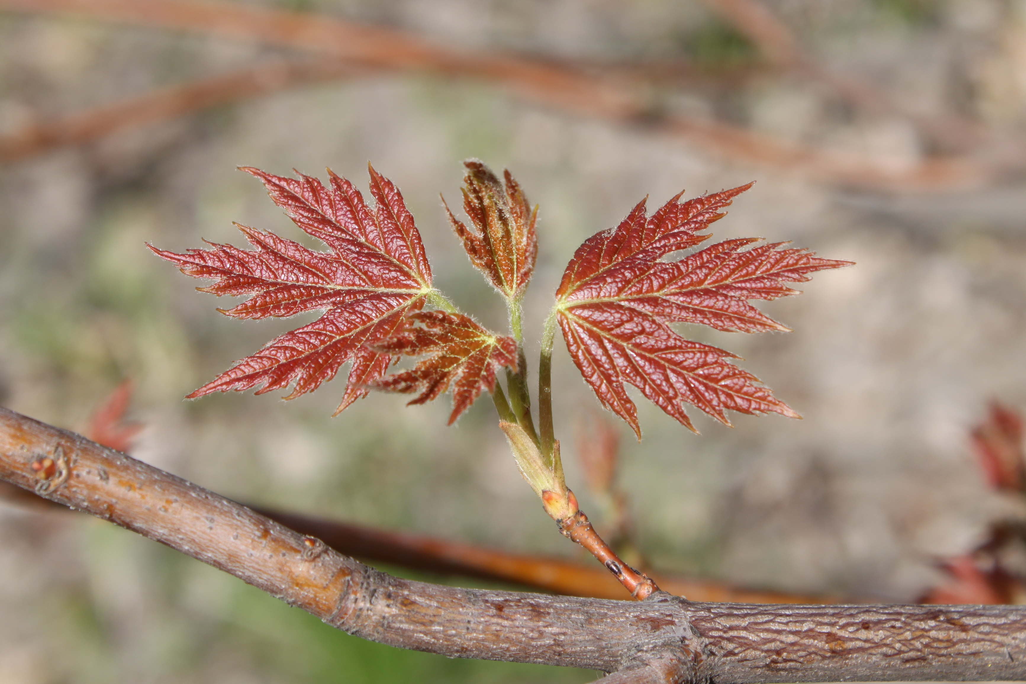 Acer saccharinum