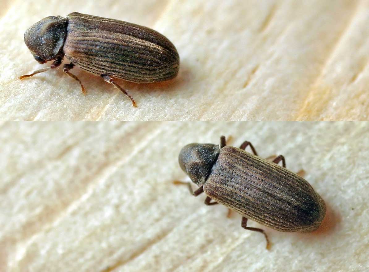 Common furniture beetle - Wikipedia