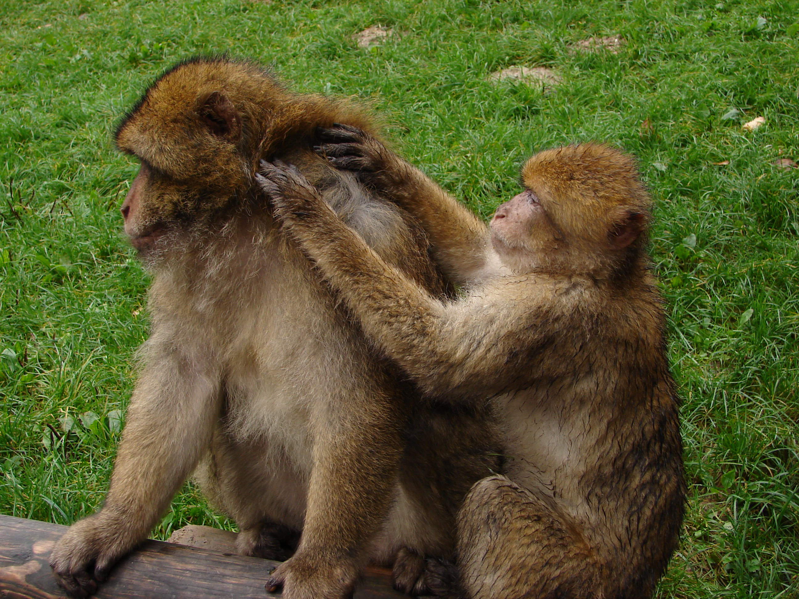 Berberaffen (Macaca sylvanus) lausen sich, Affenberg Salem. (Dort tummeln sich frei über 200 Berbera...