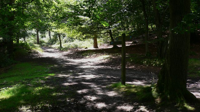 File:Bridleway junction on Black Down - geograph.org.uk - 1414507.jpg