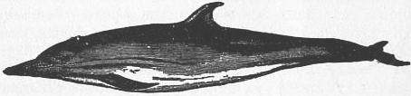 File:Britannica Dolphin.jpg